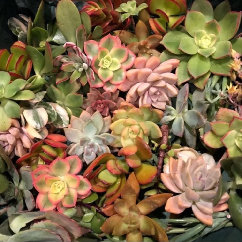 Assorted succulent clippings